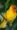 birds HD wallpapers for mobile