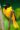 birds hd wallpapers for mobile