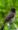 birds HD wallpapers for mobile