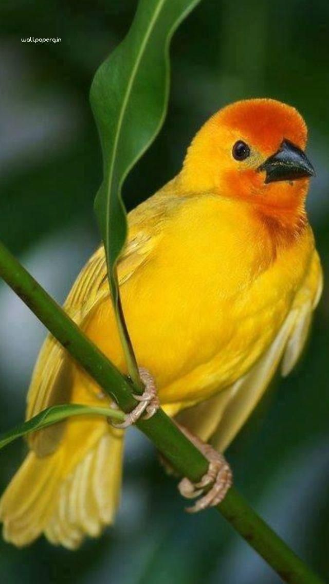 18+ Famous Inspiration Beautiful Birds Pictures Wallpapers For Mobile